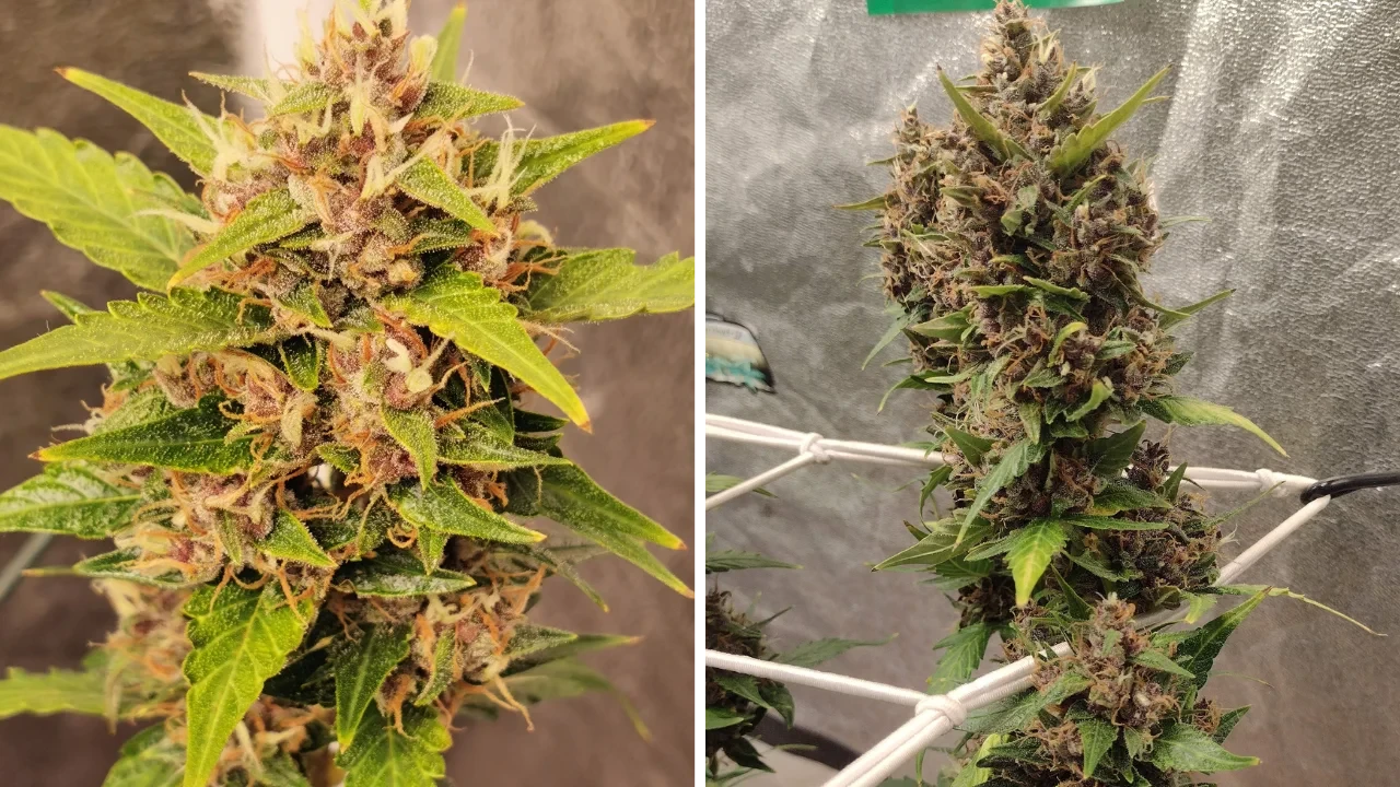 Amnesia Haze x Blueberry from WeedSeedsExpress grown by BB_UK on Growdiaries